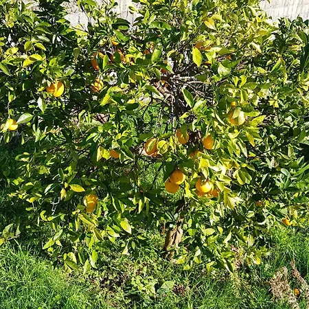 Lugar De Levides فيلة *